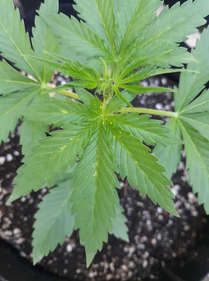 Anyone have an idea of what this might be yellow spots on leaves 2