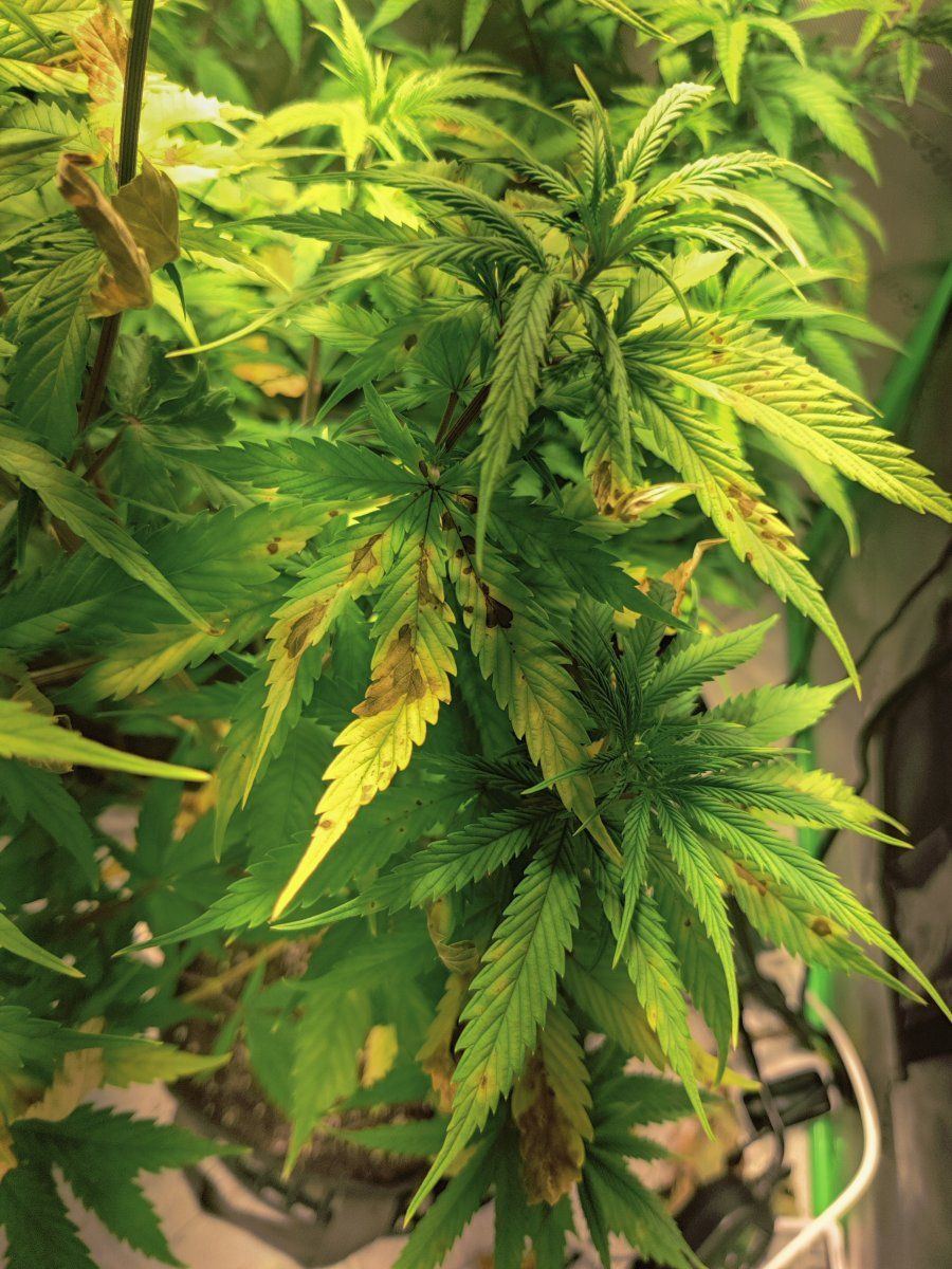 Anyone help diagnose this please