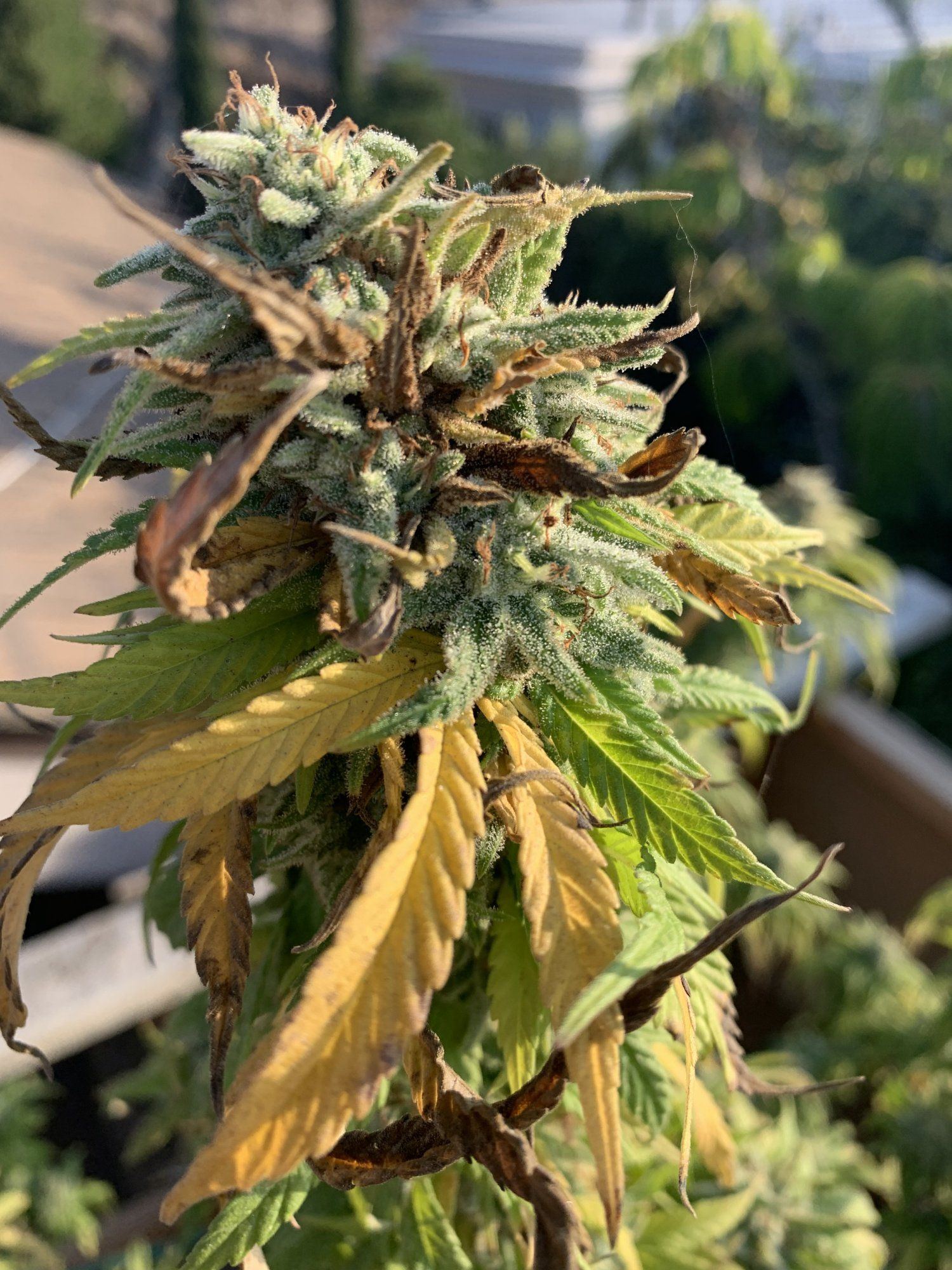 Anyone know if this is bud rot 3