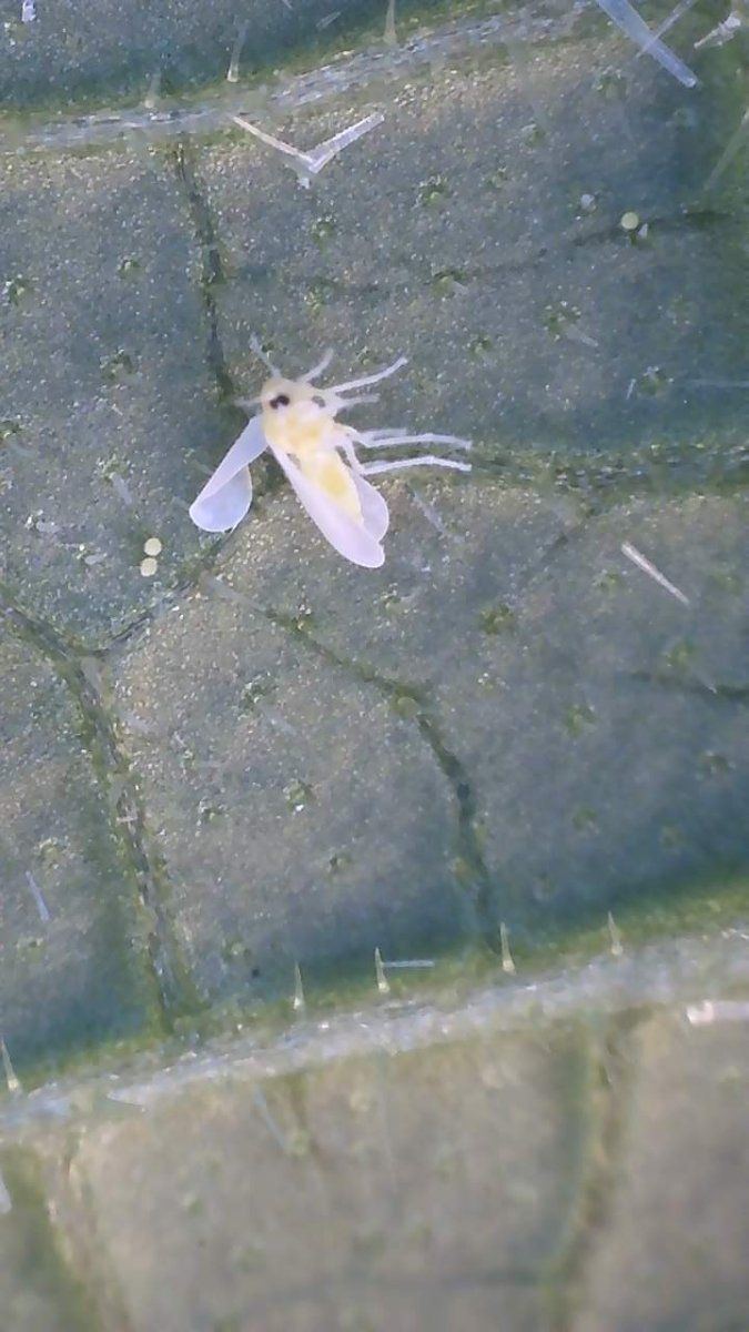Anyone know what insect this is