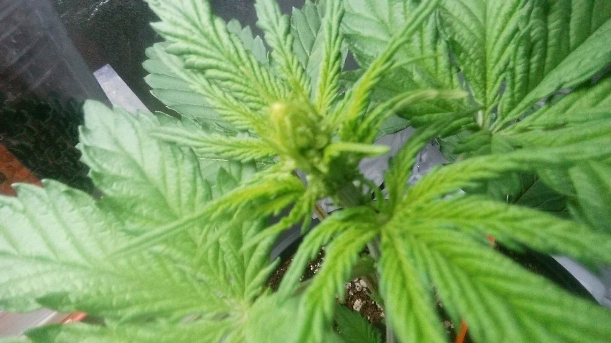 Anyone know what sex this plant is first time growing i cant tell