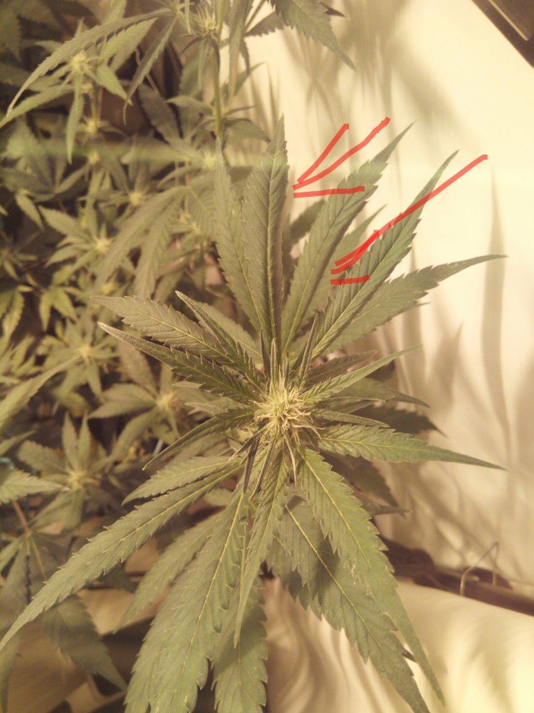 Anyone know what this leaf curl is 3