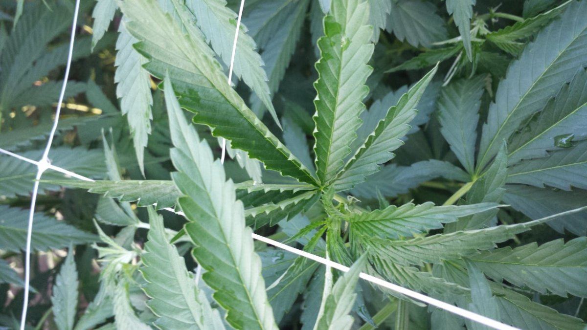 Anyone know what this leaf curl is from 4