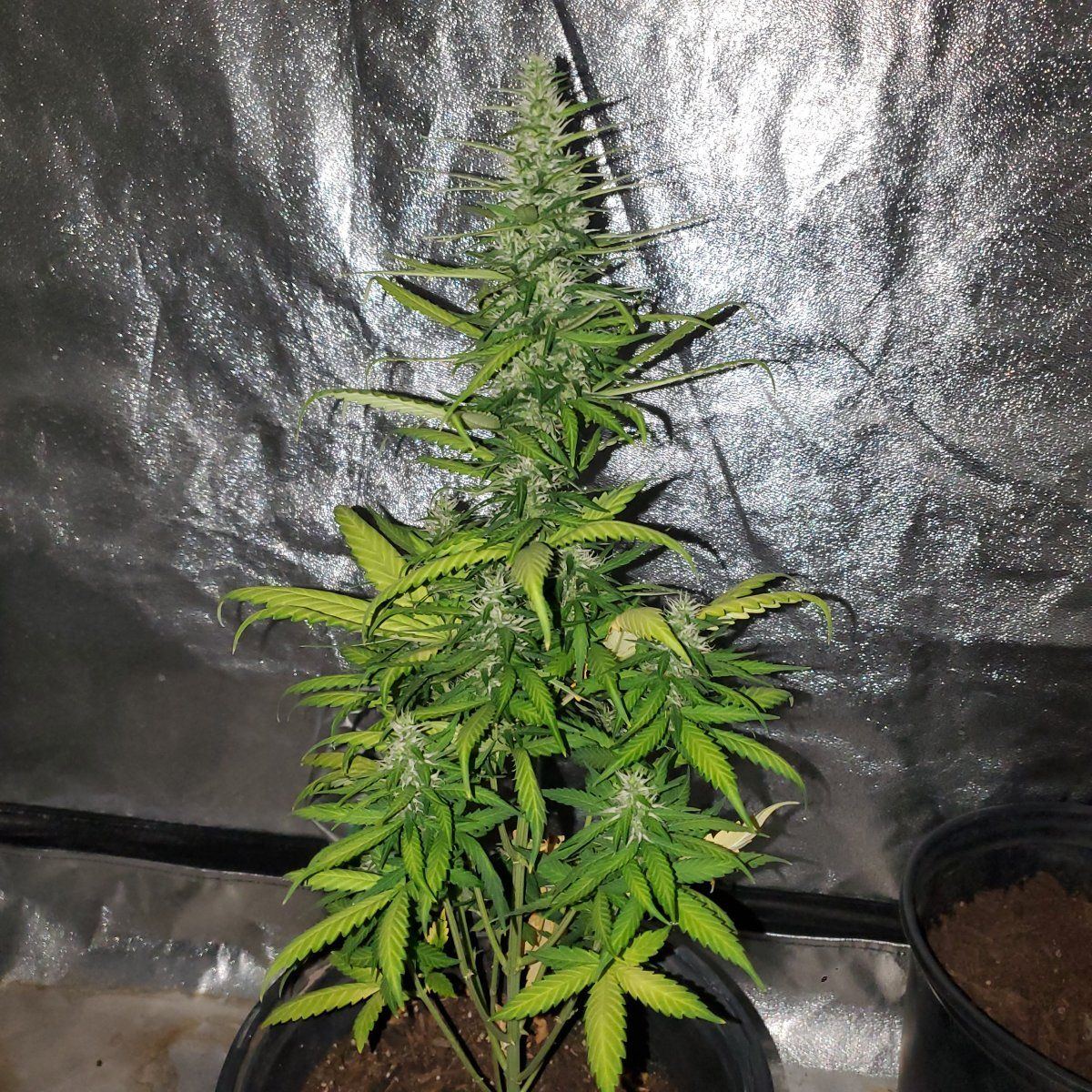 Anyone know whats going on here deficiency or excess