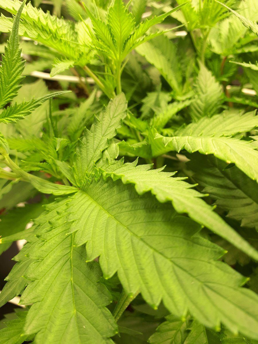 Anyone know whats wrong with my leave 10