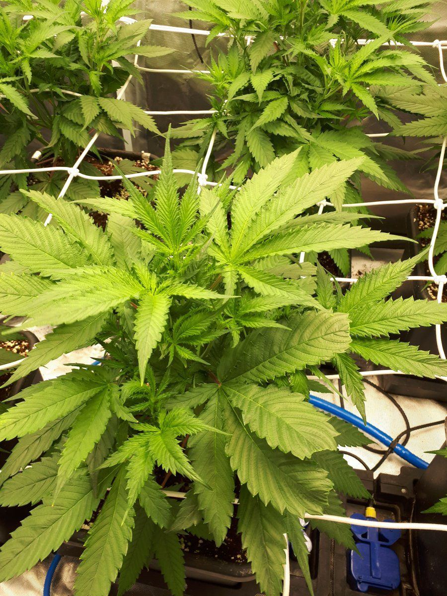 Anyone know whats wrong with my leave 11
