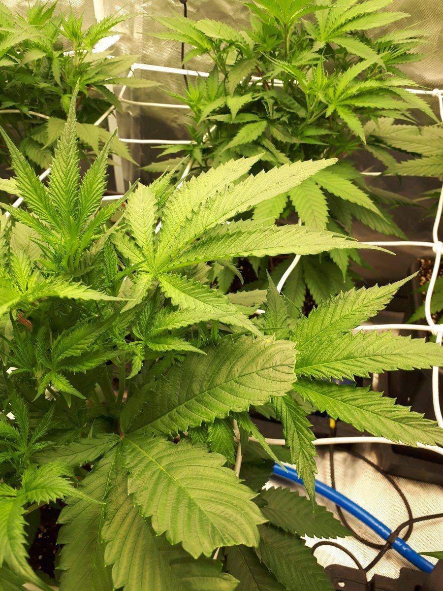 Anyone know whats wrong with my leave 12