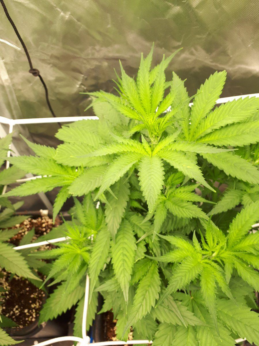 Anyone know whats wrong with my leave 13