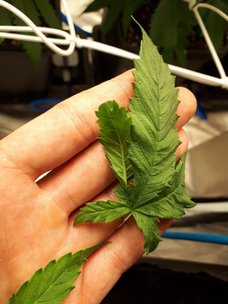 Anyone know whats wrong with my leave 3