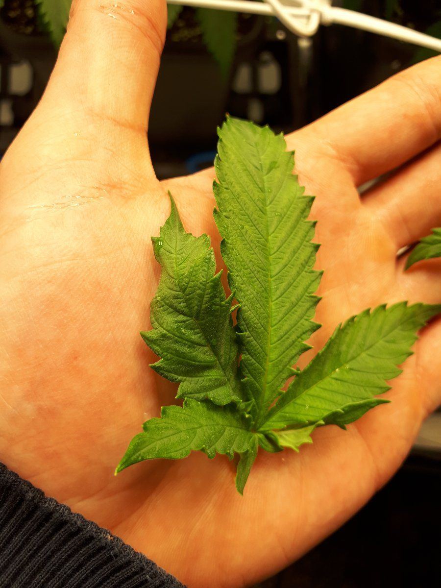 Anyone know whats wrong with my leave 4