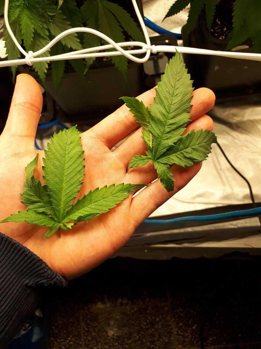 Anyone know whats wrong with my leave 5