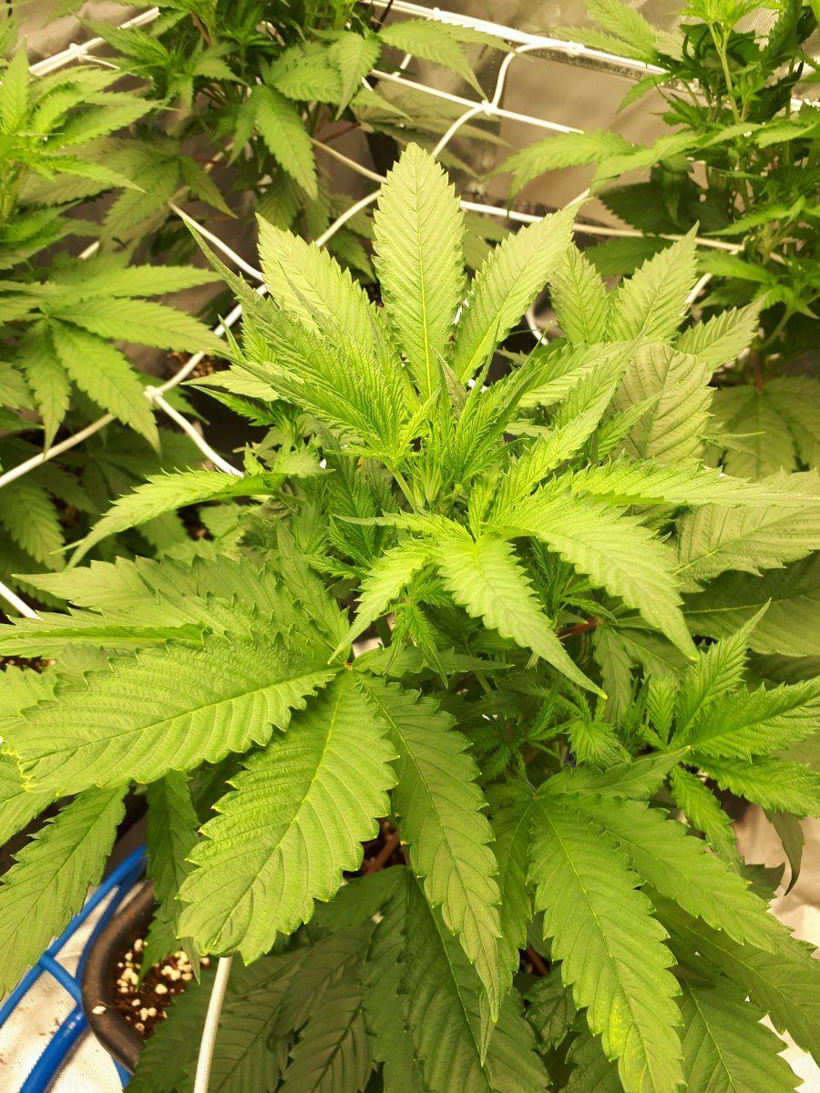 Anyone know whats wrong with my leave 8
