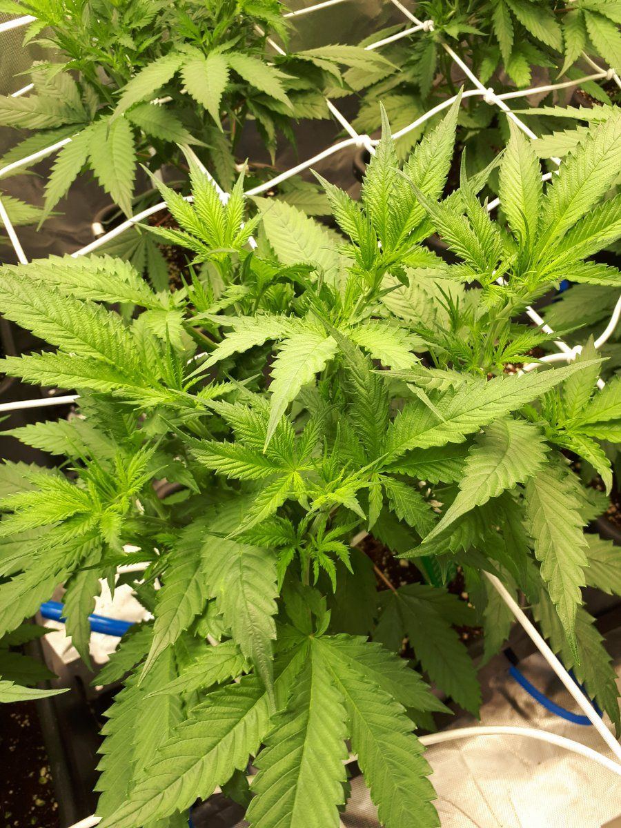 Anyone know whats wrong with my leave 9