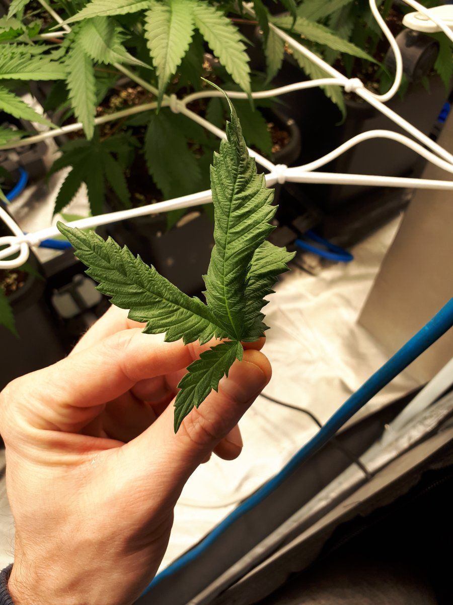 Anyone know whats wrong with my leave