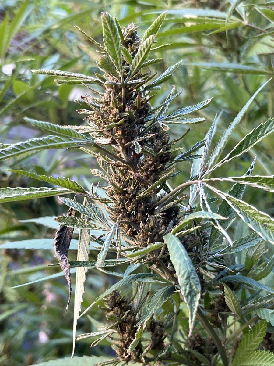 Anyone know why the odd bud formation