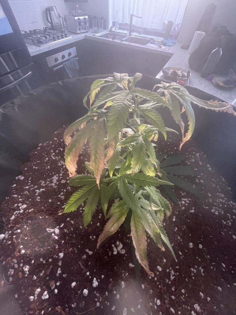 Anyone tell me if this is over watering
