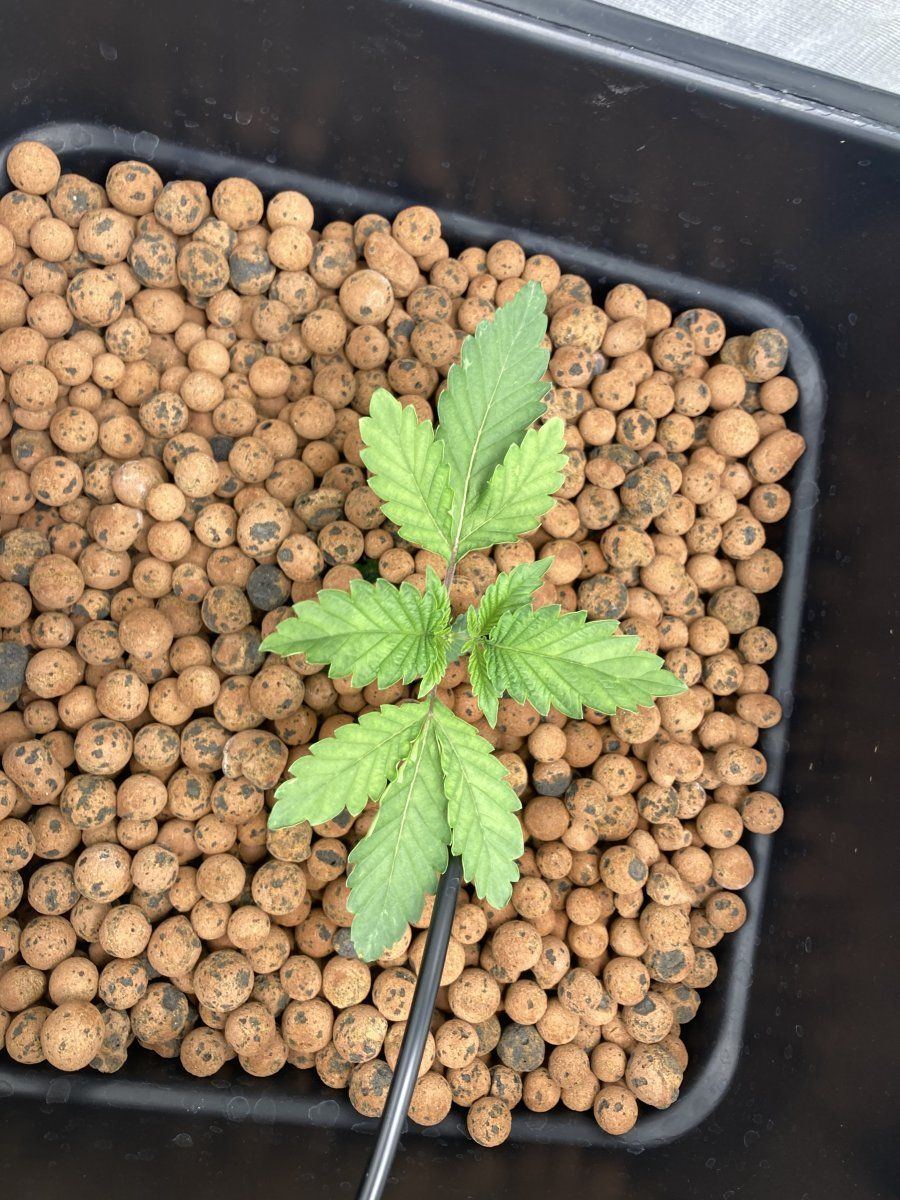 Anyone think this yellowing is from over watering 3
