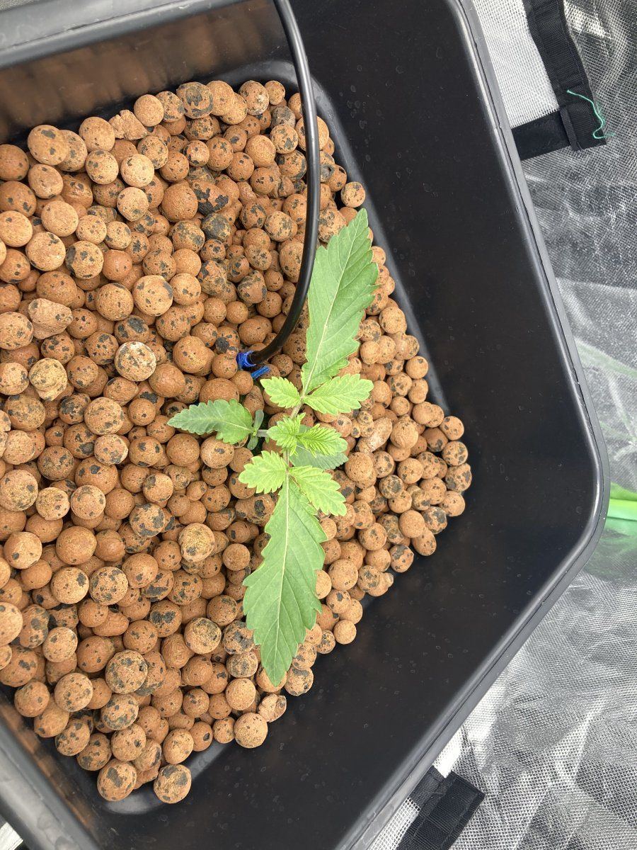 Anyone think this yellowing is from over watering 4