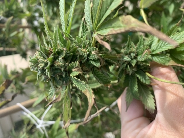 Anyone willing to help 1st time grower leaves dying during flowering and when to harvest 11