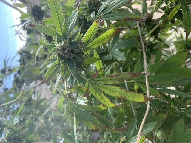 Anyone willing to help 1st time grower leaves dying during flowering and when to harvest 12