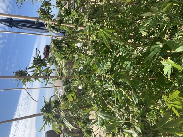 Anyone willing to help 1st time grower leaves dying during flowering and when to harvest 3