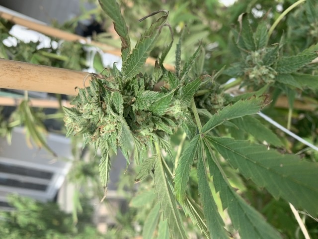 Anyone willing to help 1st time grower leaves dying during flowering and when to harvest 5