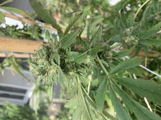 Anyone willing to help 1st time grower leaves dying during flowering and when to harvest 6