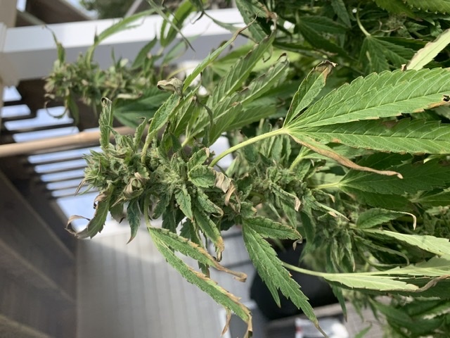 Anyone willing to help 1st time grower leaves dying during flowering and when to harvest 8