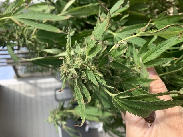 Anyone willing to help 1st time grower leaves dying during flowering and when to harvest 9