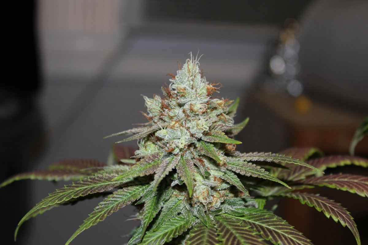 AOC1