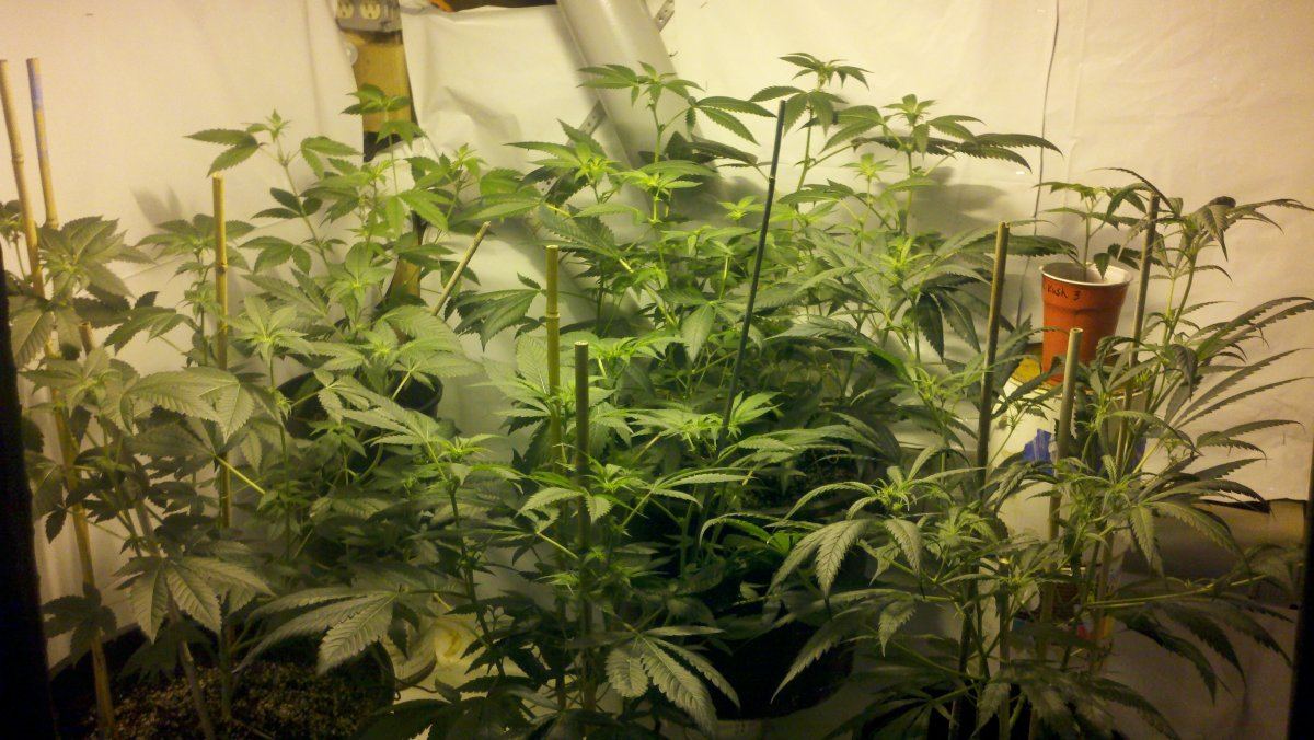 Aogrun2wks