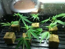 AOLab1stClones