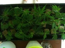 AOLab21Clones