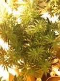 AOLabAlpha Canopy