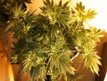 AOLabCanopySmaller plant