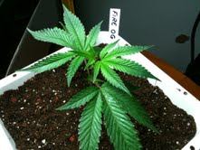 AOLab Fire OG