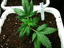 AOLabSour Alien