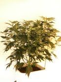 AOLabWk 5 VEG