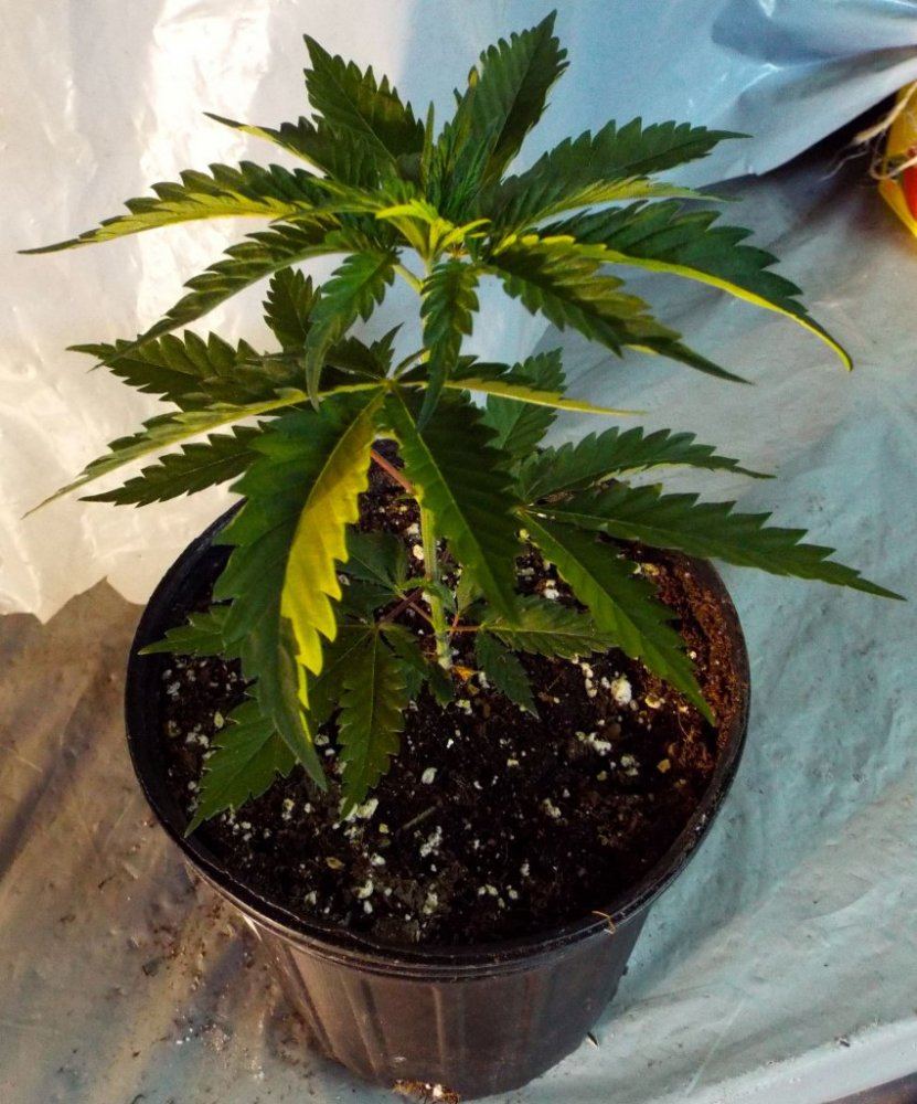 Ap3 Trainwreck