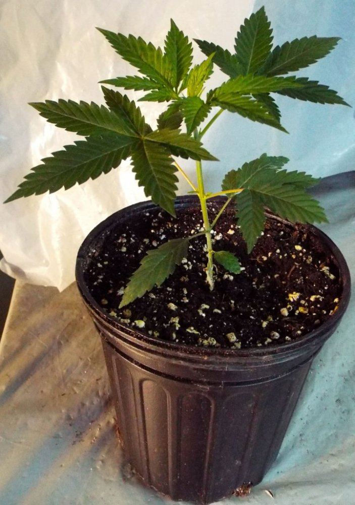 Ap3 White Russian
