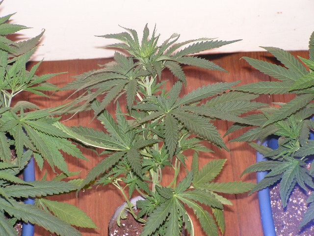 APE INDI D 5 F
