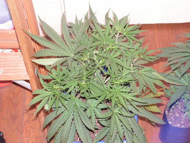 APE SAT ORANGE D 5 F