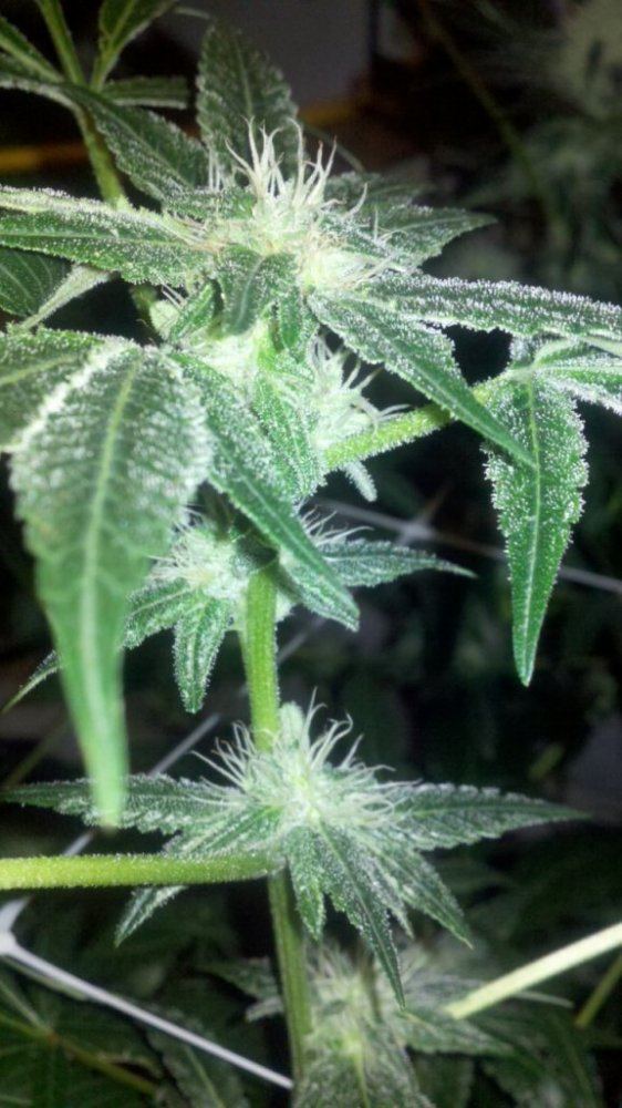Apes gsc