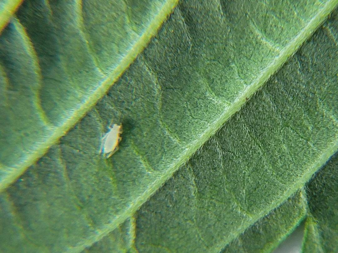 Aphid 2