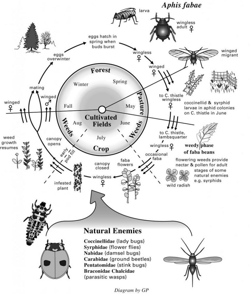 Aphid cycle and predators