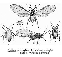 Aphid life cycle
