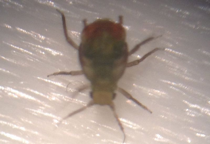 Aphid marijuana conor