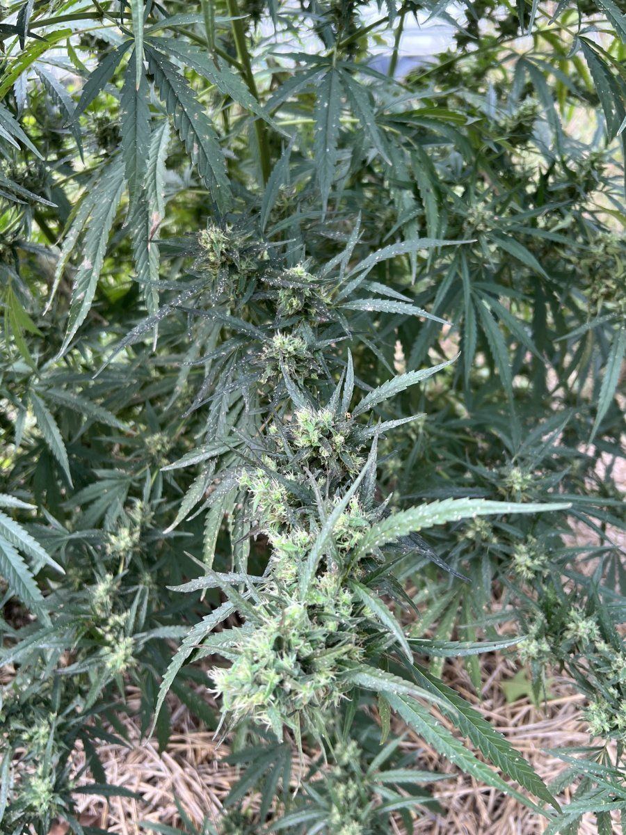 Aphids out of control please help 3