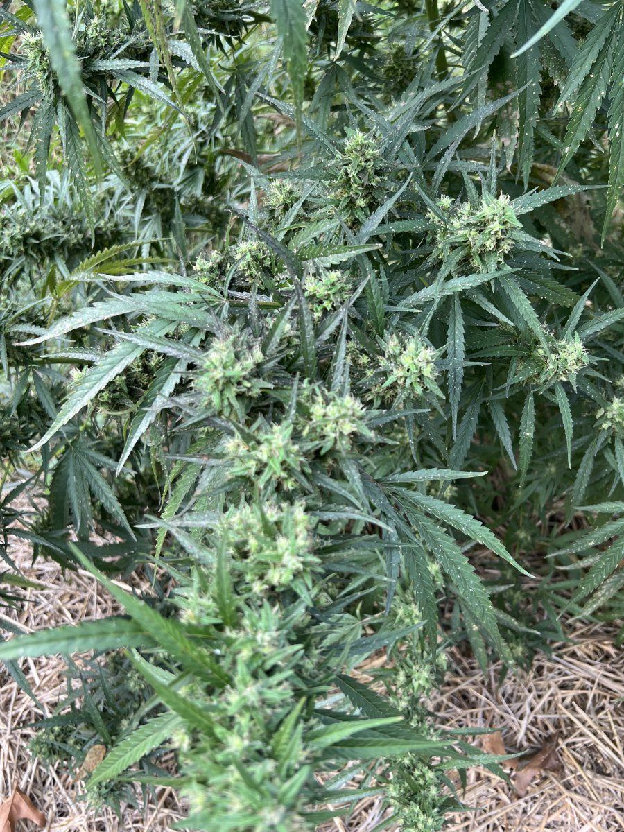 Aphids out of control please help 4