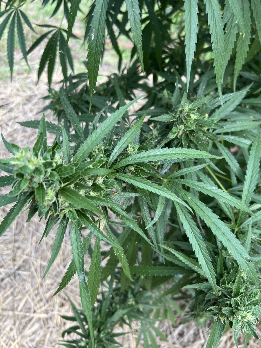 Aphids out of control please help 5